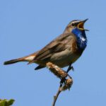 Promenade ornithologique -"Klärteiche" de Lehrte -14:00